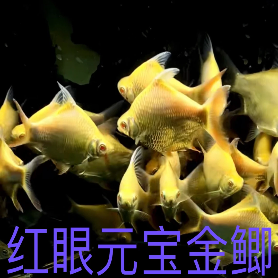 红眼元宝金鲫， 游动性强龙虎搭档