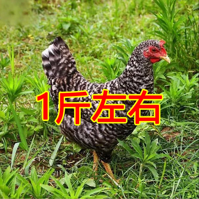 黑芦花鸡1斤左右 绿壳蛋鸡活体宠物鸡【包邮】