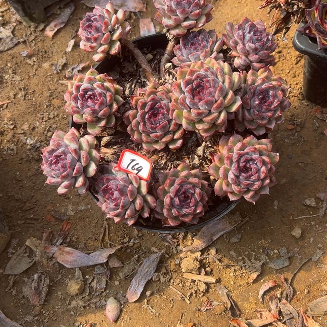 上***水精品多肉植物老桩