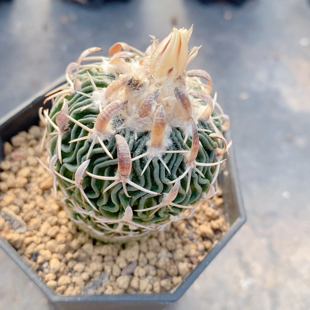 实生 粗刺太刀岚4公分左右一物一拍