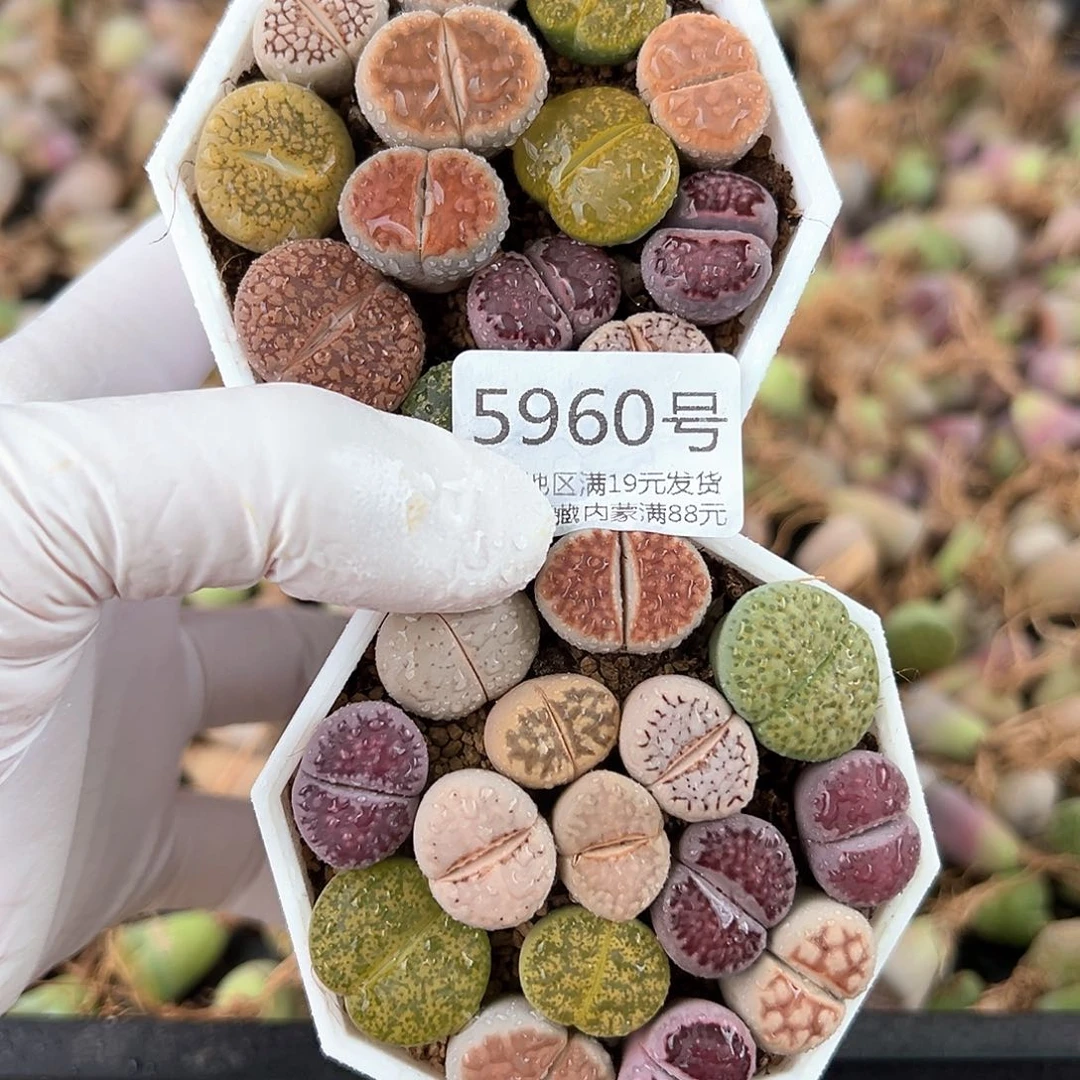 5960 好养易活生石花大母本两盆