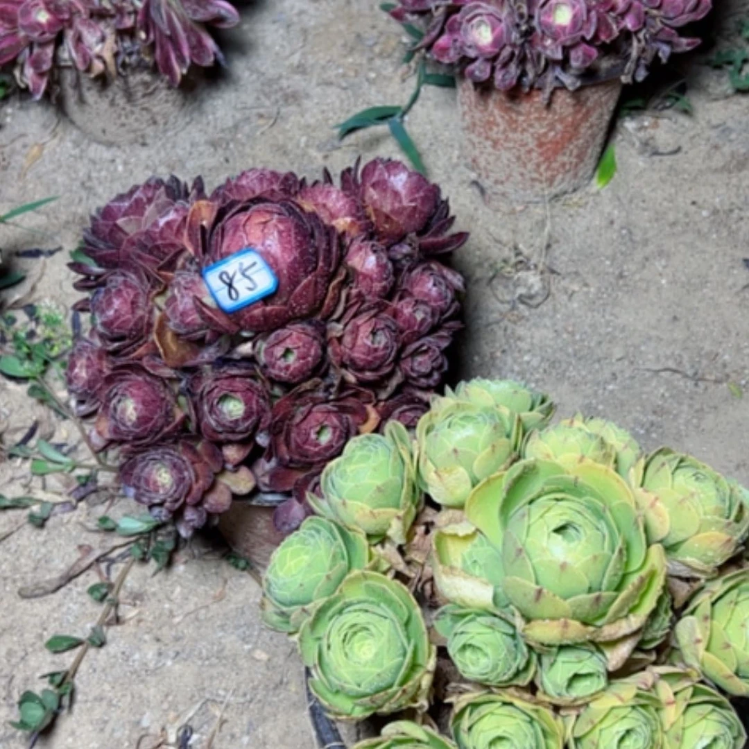 【闪购商品】多肉植物组肉85