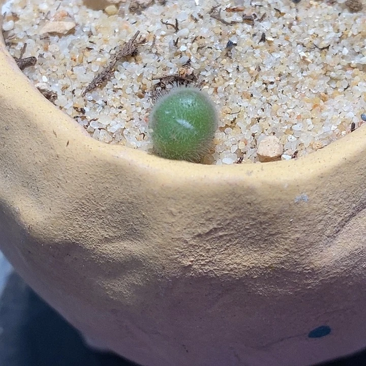 史蒂芬尼毛球一颗。