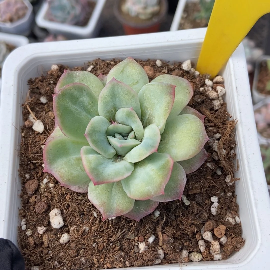 893泡泡沙多肉植物保护