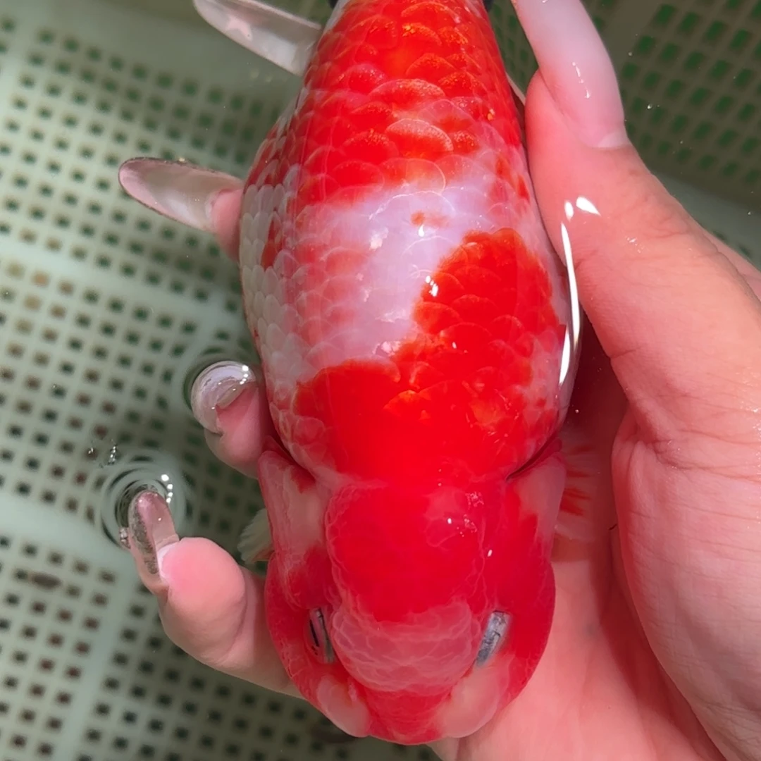 喝***马金鱼拍包装包邮，不拍包装运费到付