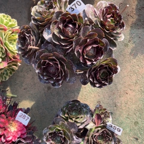 淡370魅金玫瑰朵朵多肉