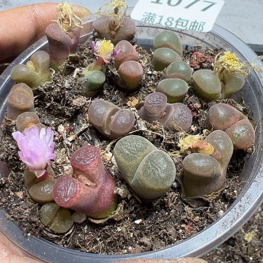 【闪购商品】 1077.