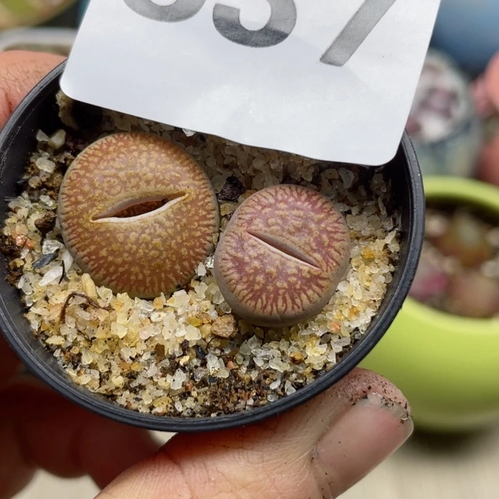 837红流水母本带盆