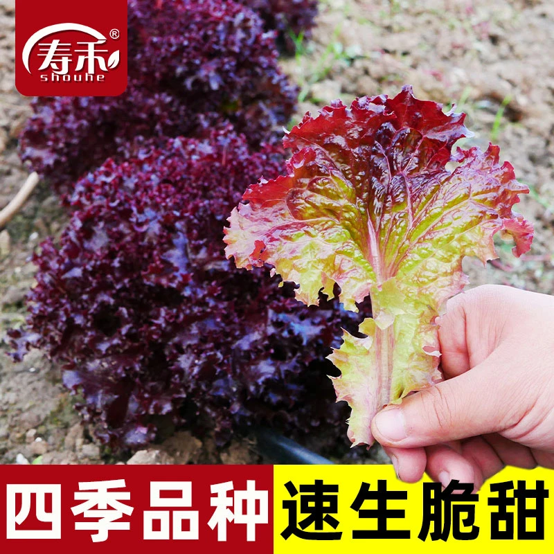 【全店满5包包邮】紫生菜种子种籽子苗四季意大利菜籽籽种紫叶奶