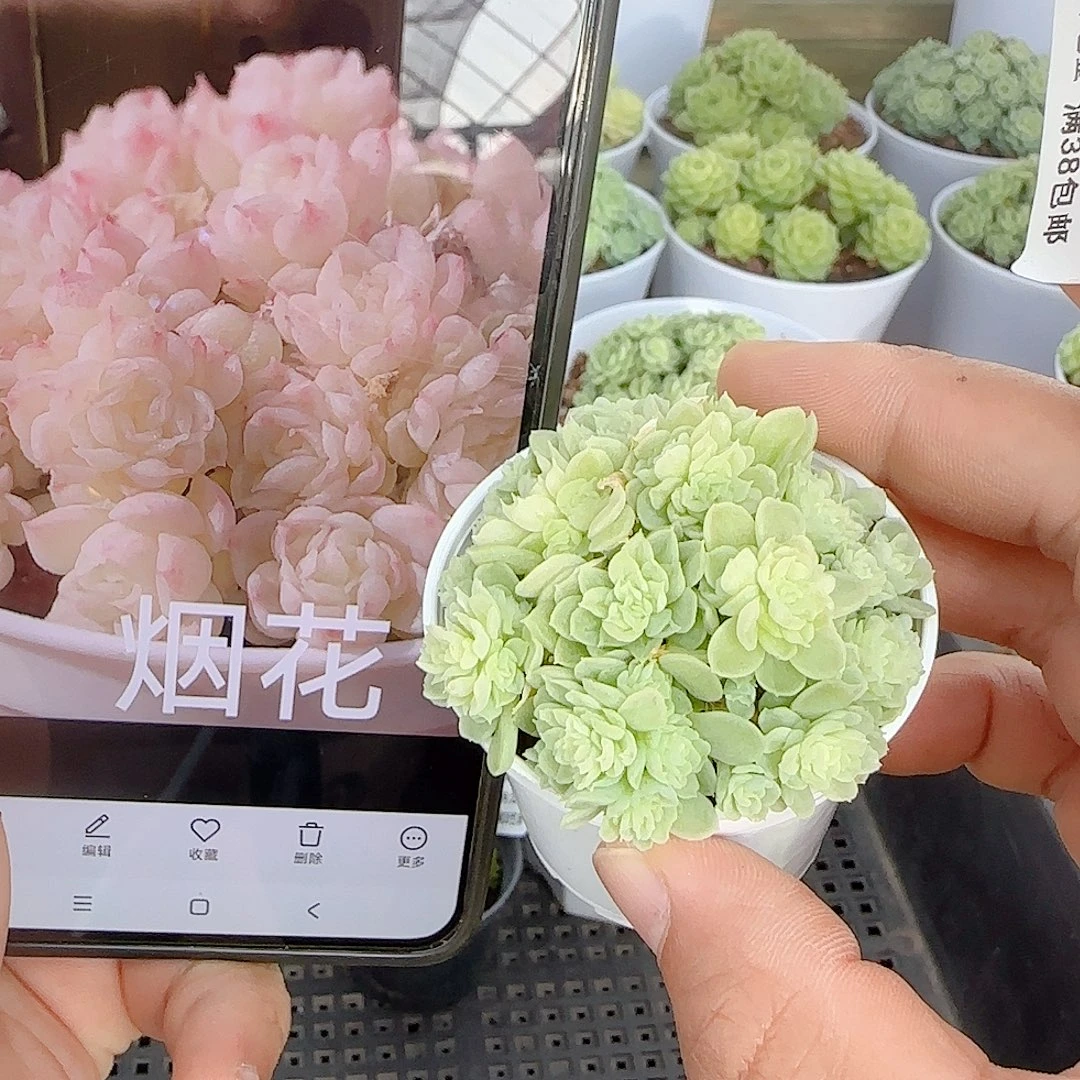 【闪购商品】0928-120烟花