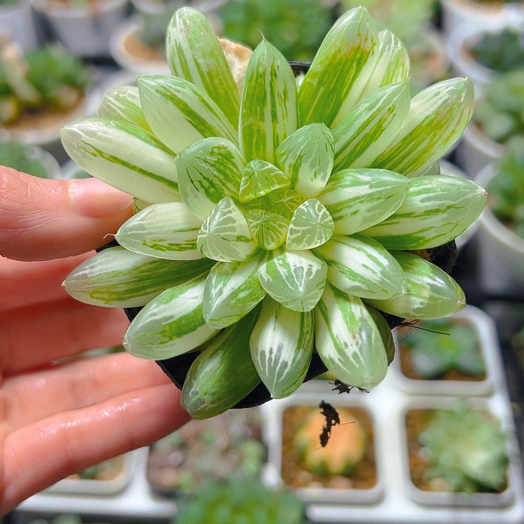 6433多肉植物一颗多肉