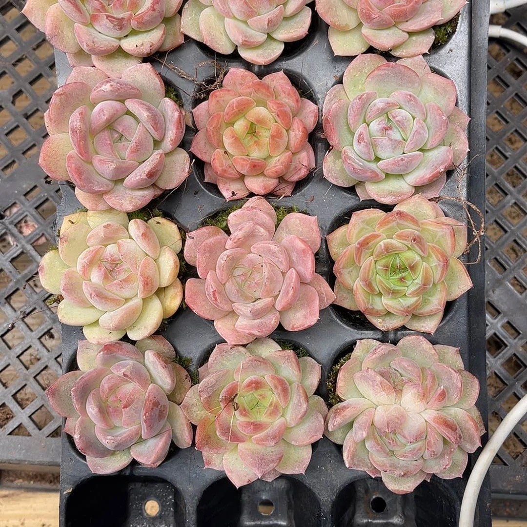 ঞ***ᴡ多肉一物一拍19-59