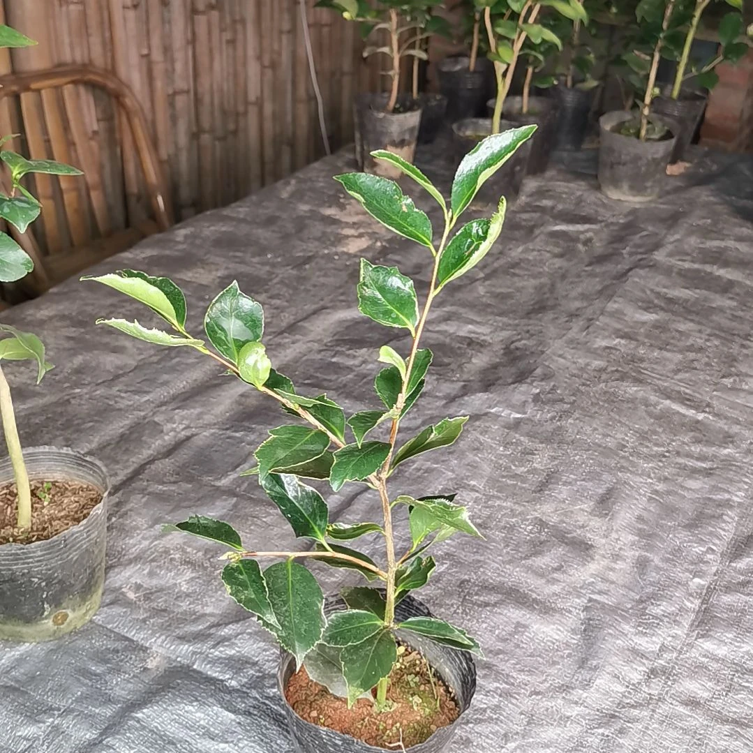 当前无花朵，栽培后可花朵金边赛