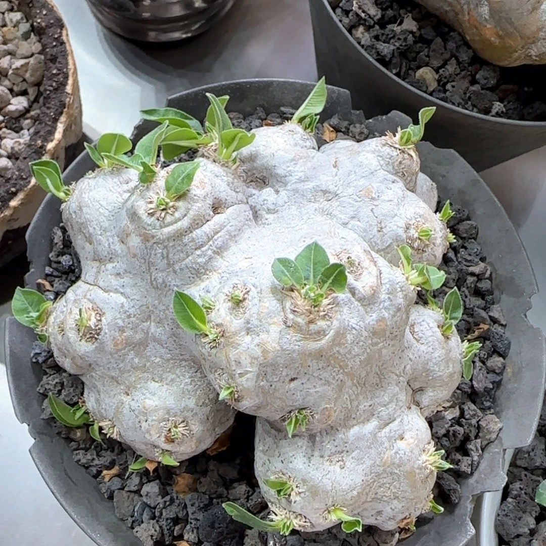 产地惠比须笑一物一拍