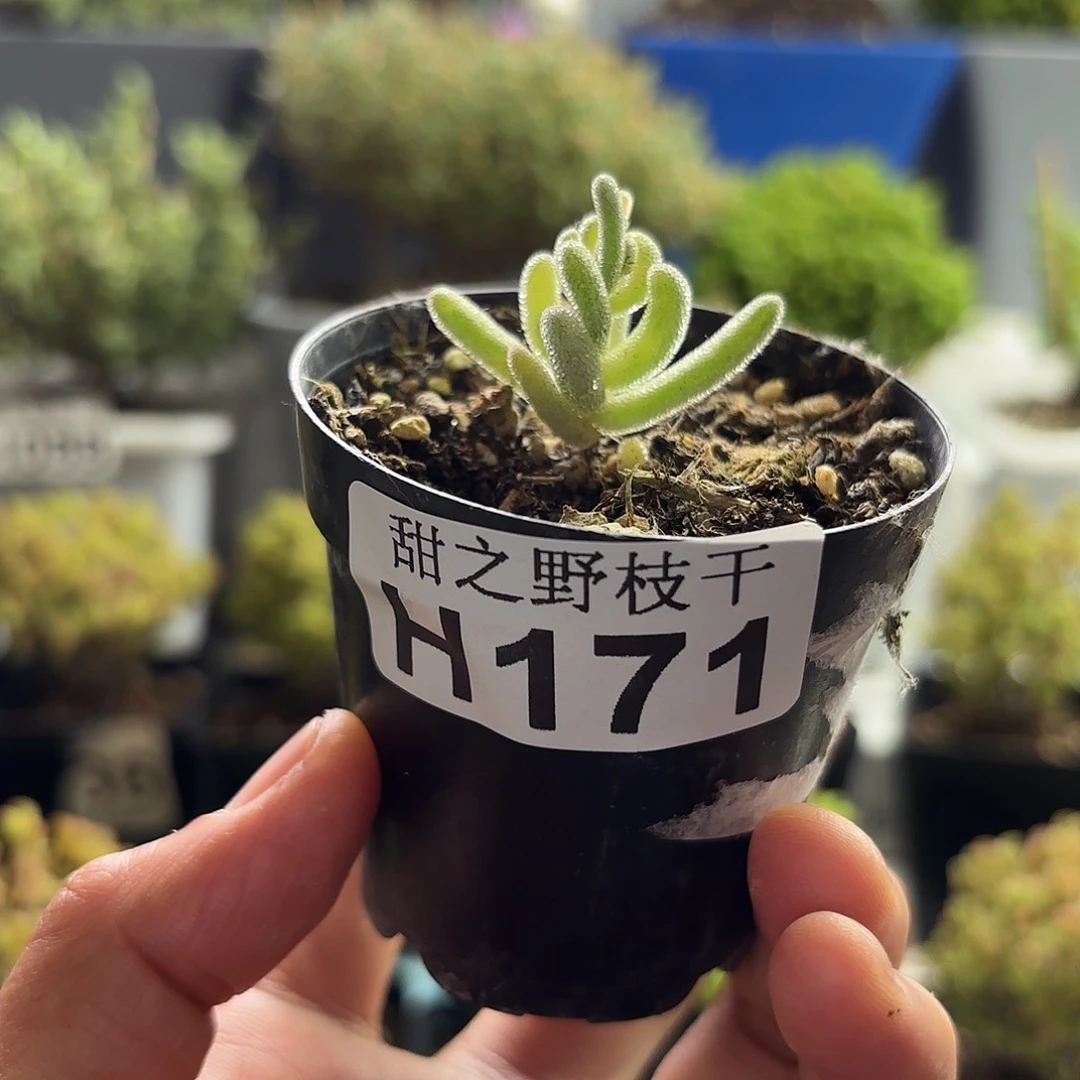 171钻石黄锦枝干