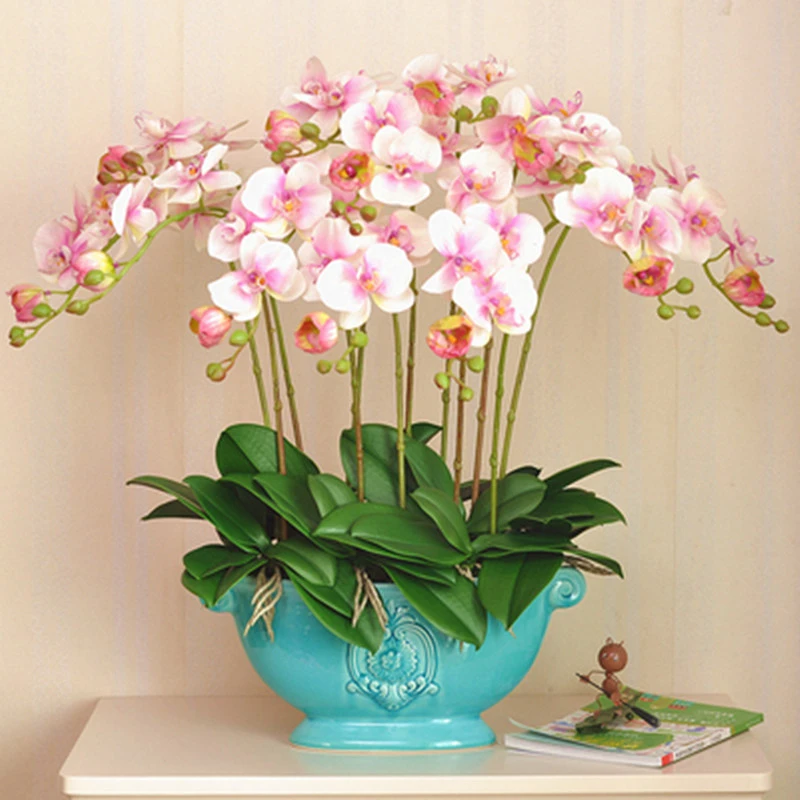 蝴蝶兰花苗带花剑盆栽室内花卉绿植四季开花客厅兰花苗带花苞年宵