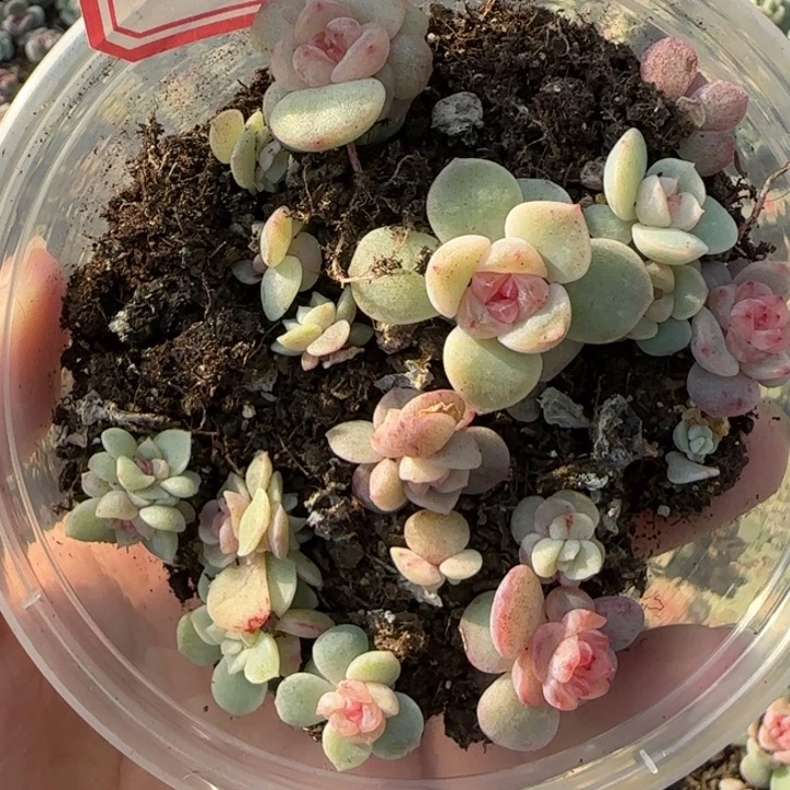 15绝绝子多肉一盆