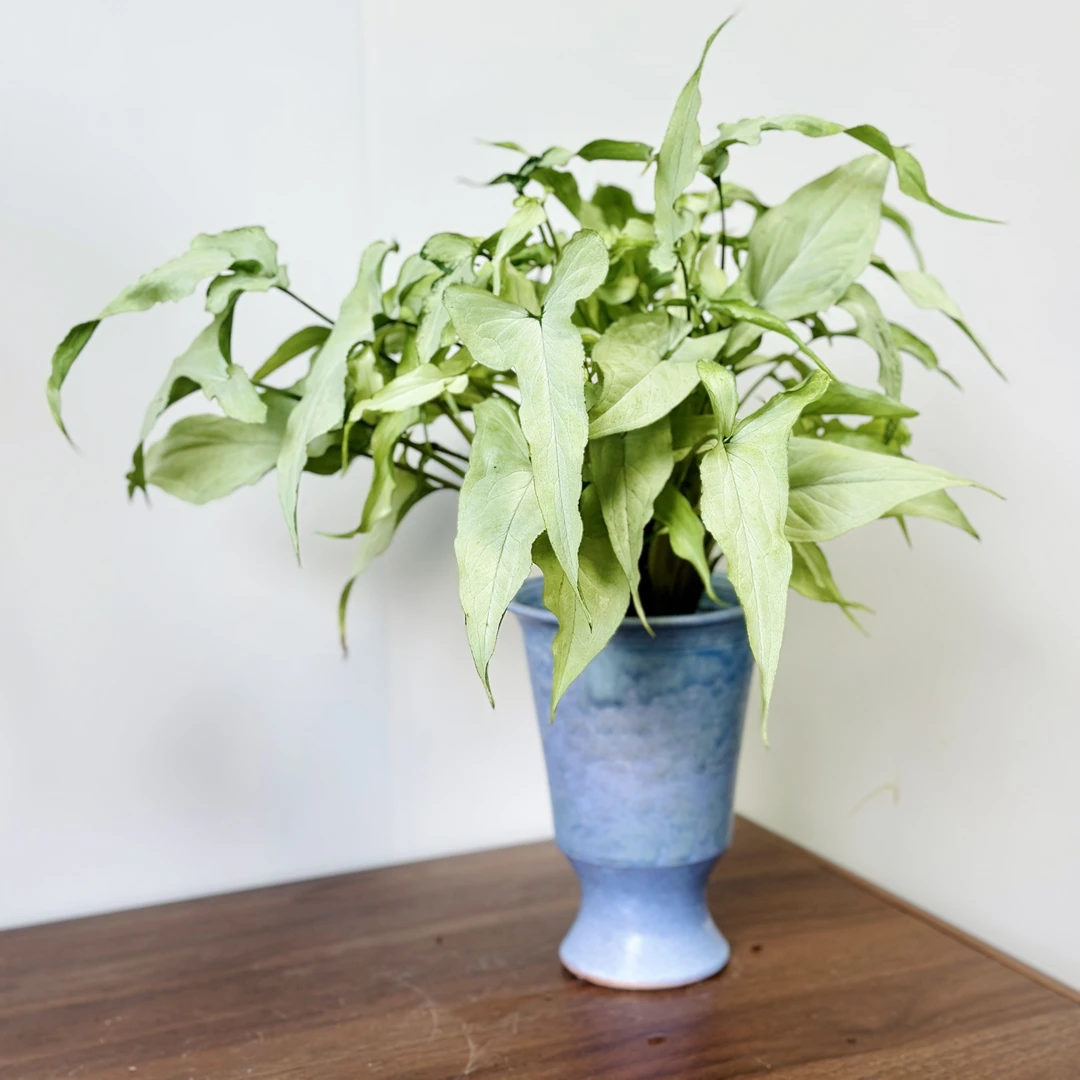 【银狐合果芋】原盆原土合果芋好养绿植不含盆器