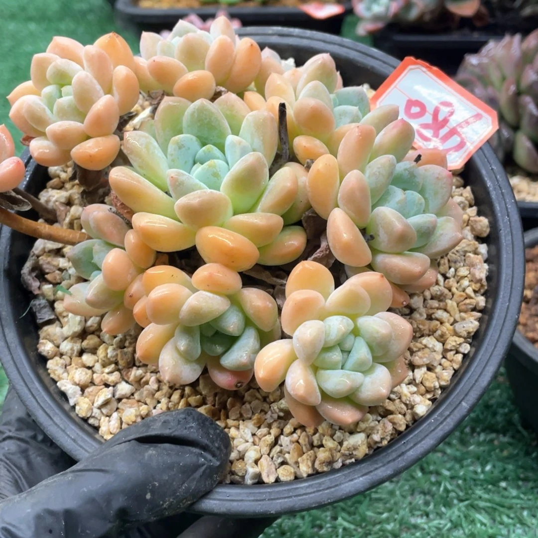 086一起一一拍一拍