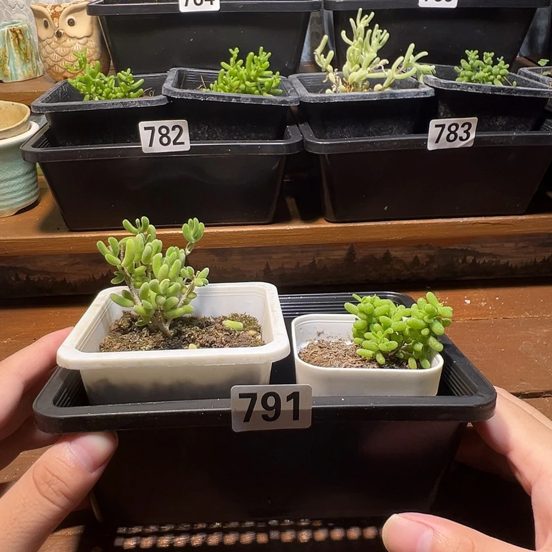 枝干番杏多肉植物791