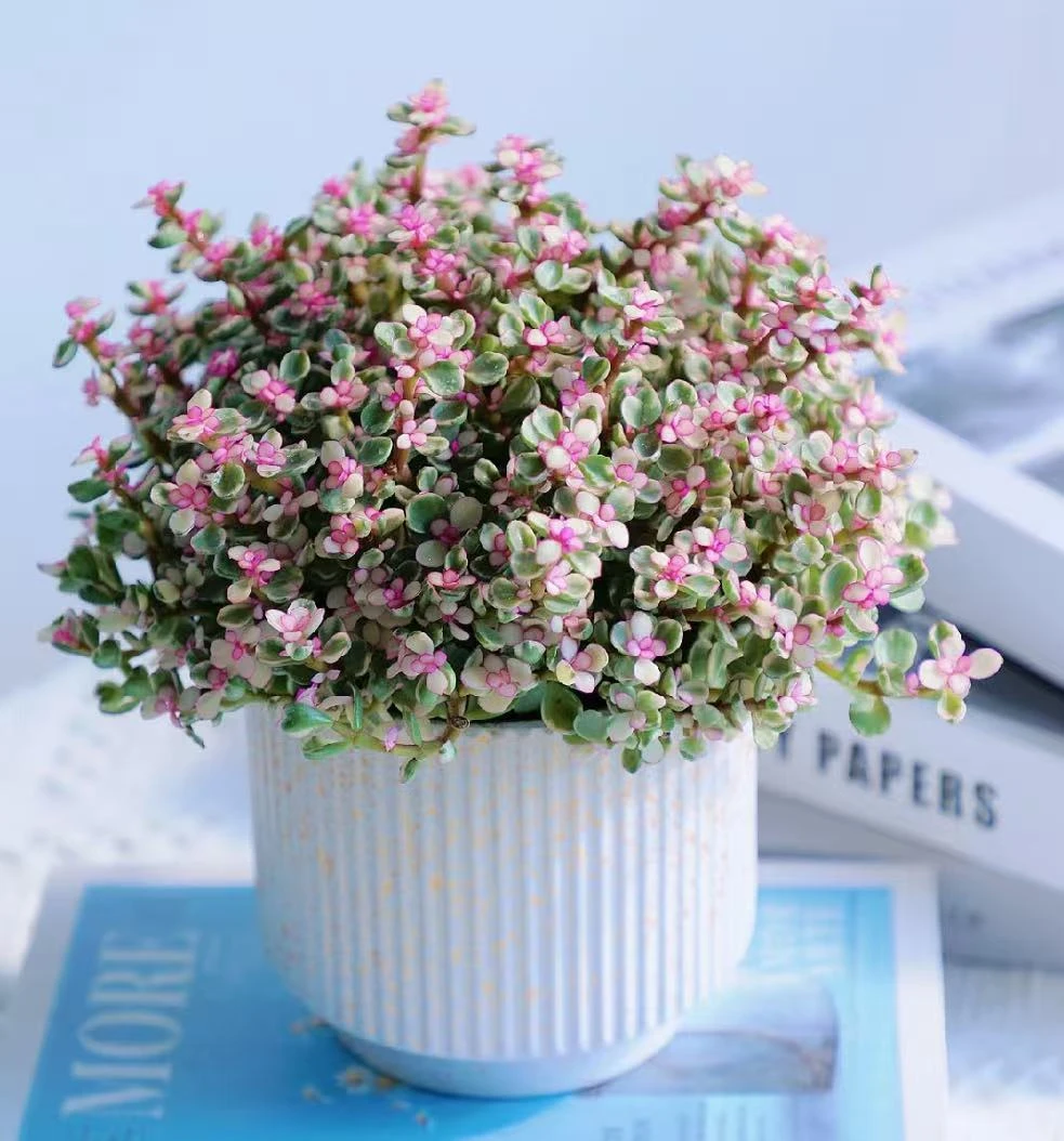 【李先生】雅乐之舞！！多肉植物组合办公室阳台创意盆栽好养花卉绿植