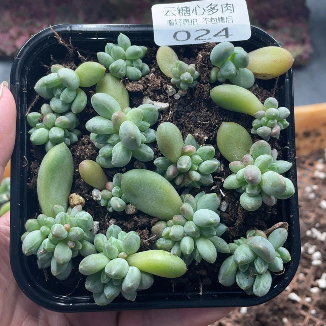云糖心多肉植物24
