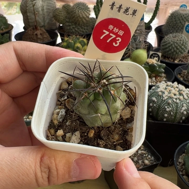 实生狂刺龙爪球2.7cm一棵仙人球