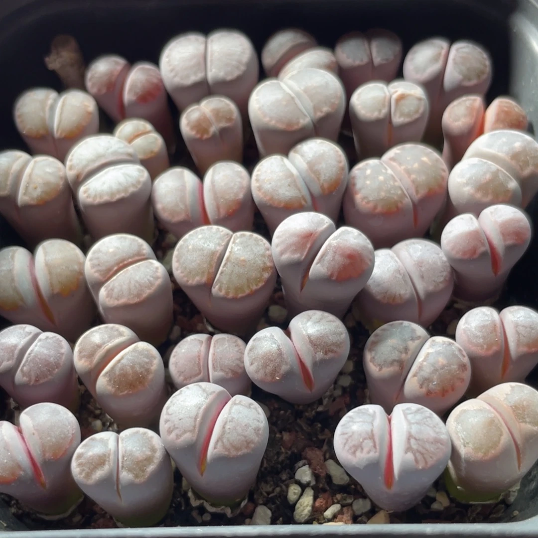 大盆特价一物一拍～10