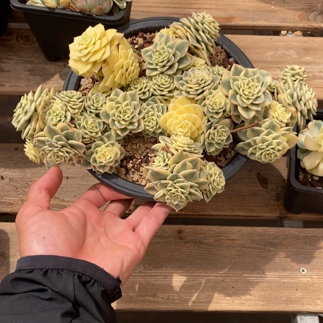 蜡牡丹多肉植物6932