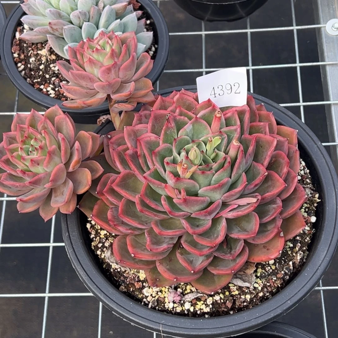 4392多肉多多多多多