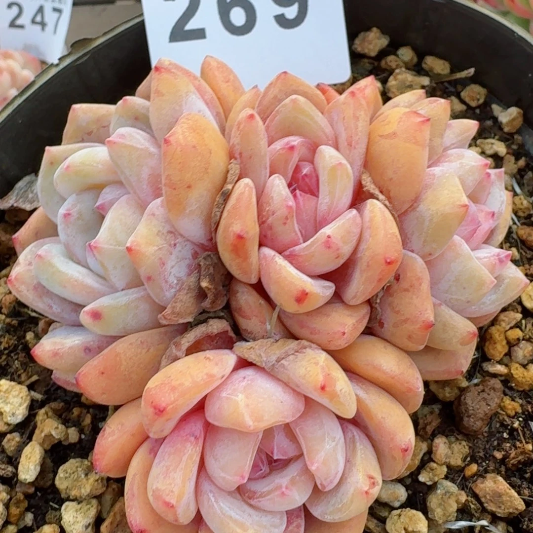 雪天使群生         精品多肉