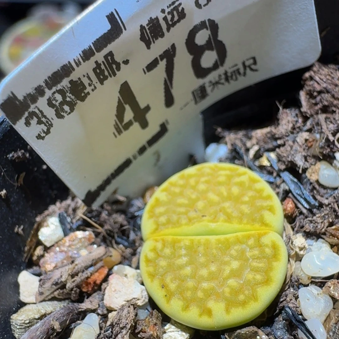 Ssss精品生石花478