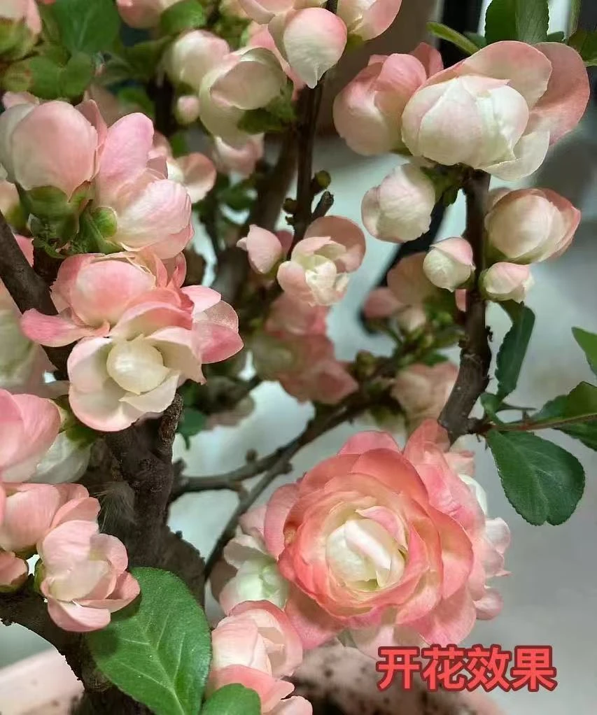 GW变色龙大花彩玉海棠花宵花盆景花卉四季海棠春节开花盆