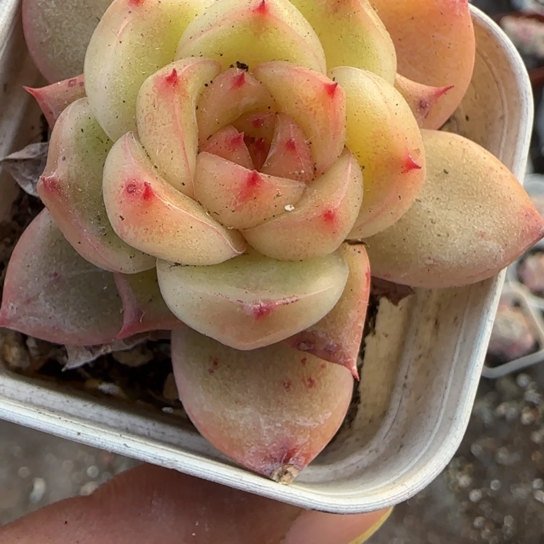 小卡拉米糖心一物一拍