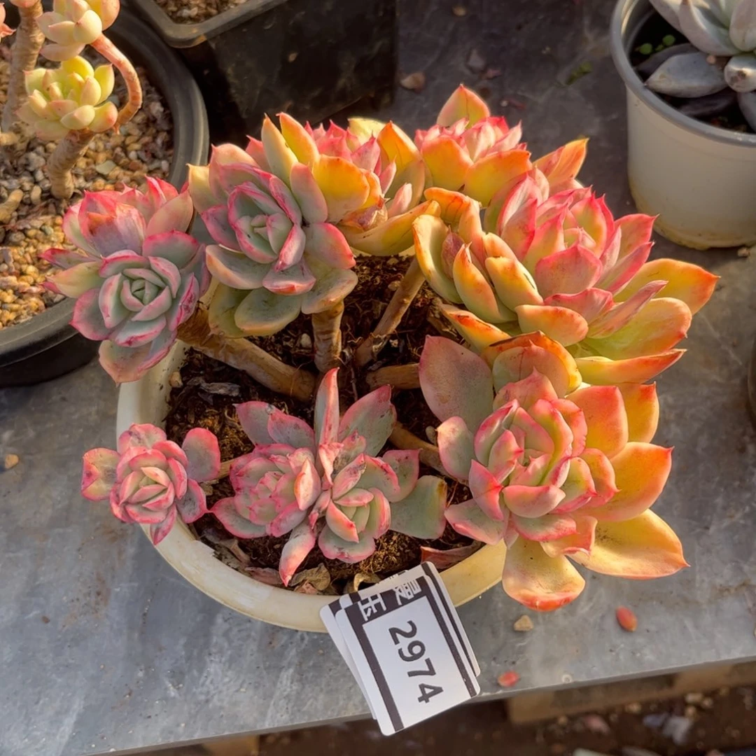 绮罗锦多肉植物2974