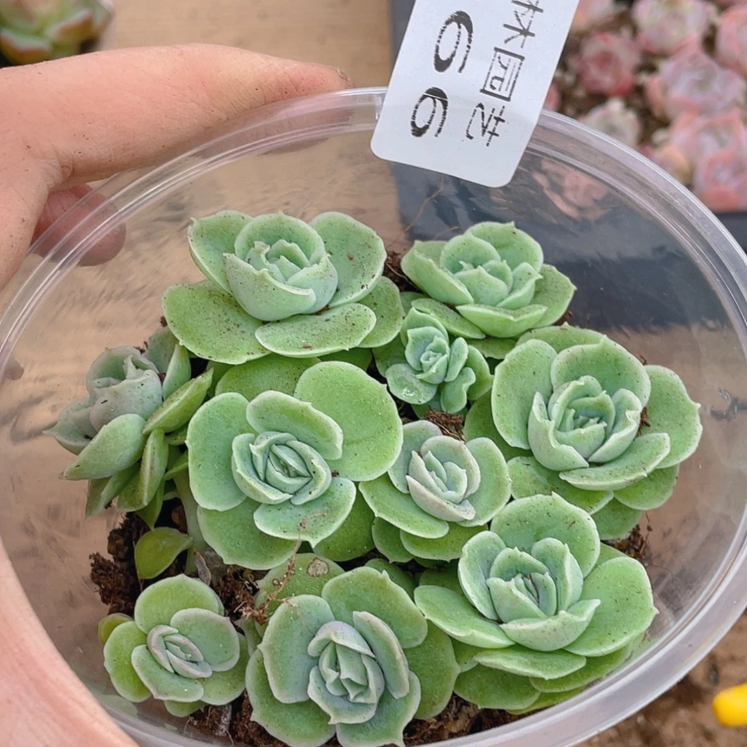 多肉植物多肉植物66