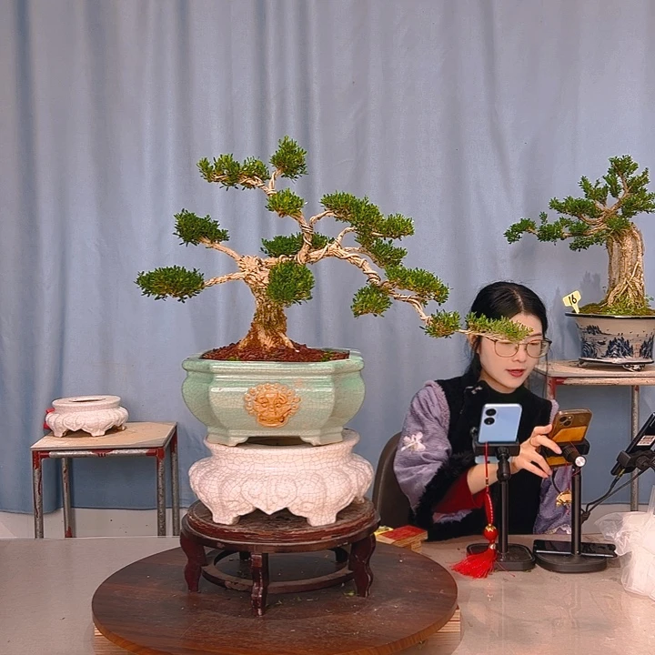 无花朵广东皱皮雀舌黄杨