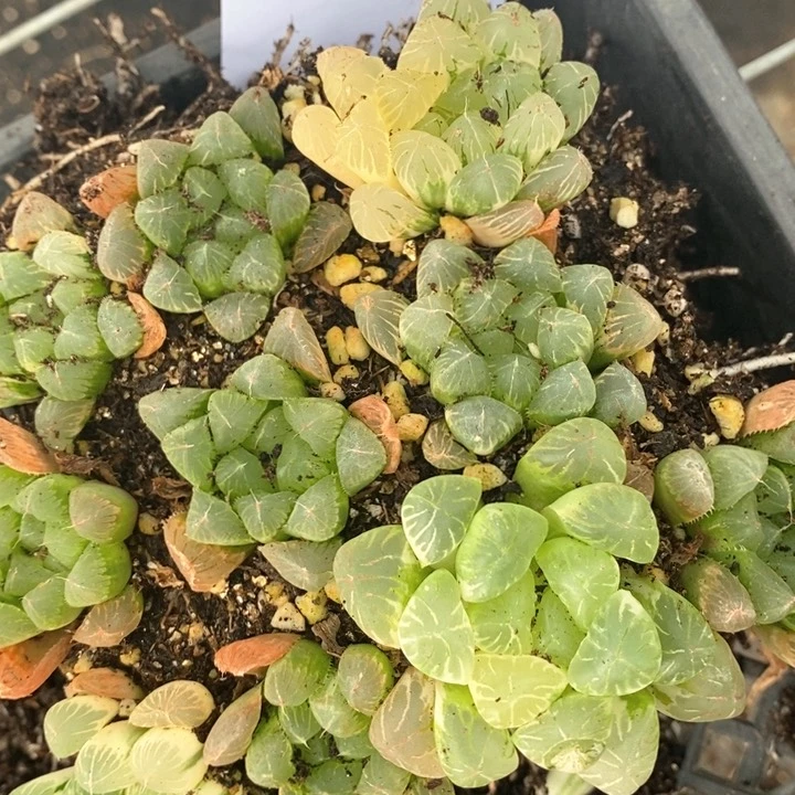 有*傻1443。   福利。