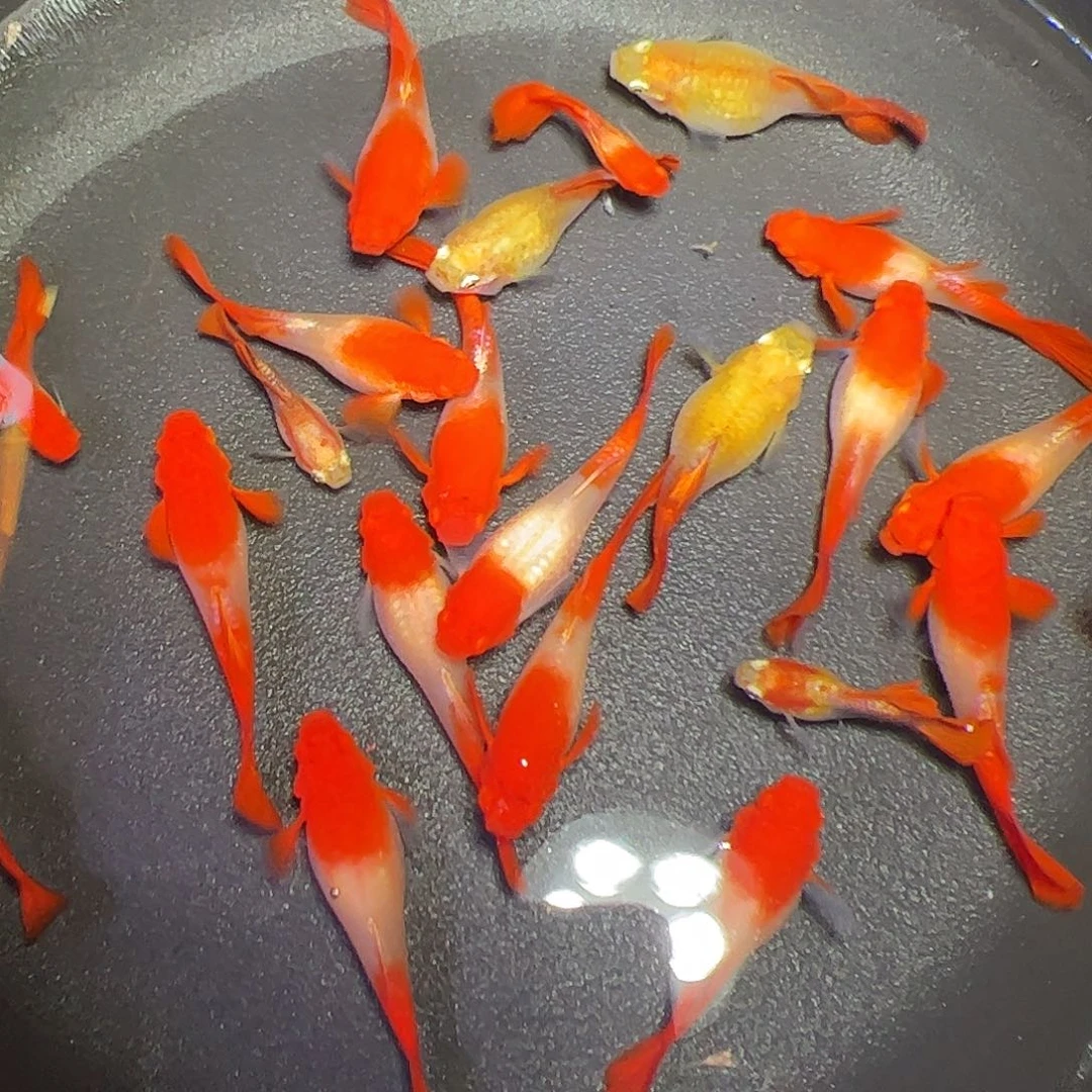 孔雀鱼鸿运当头2对