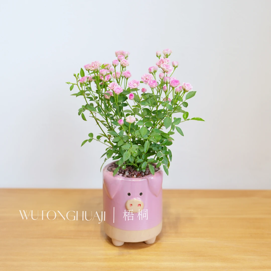 小猪盆果汁姬月季玫瑰植物桌面盆栽室内好养绿植