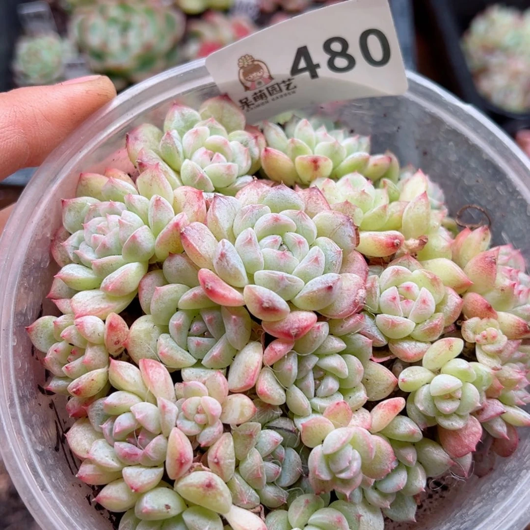 多肉植物多肉植物