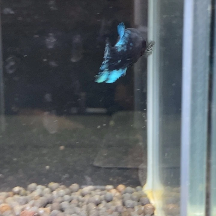 斗鱼泰国斗鱼248号