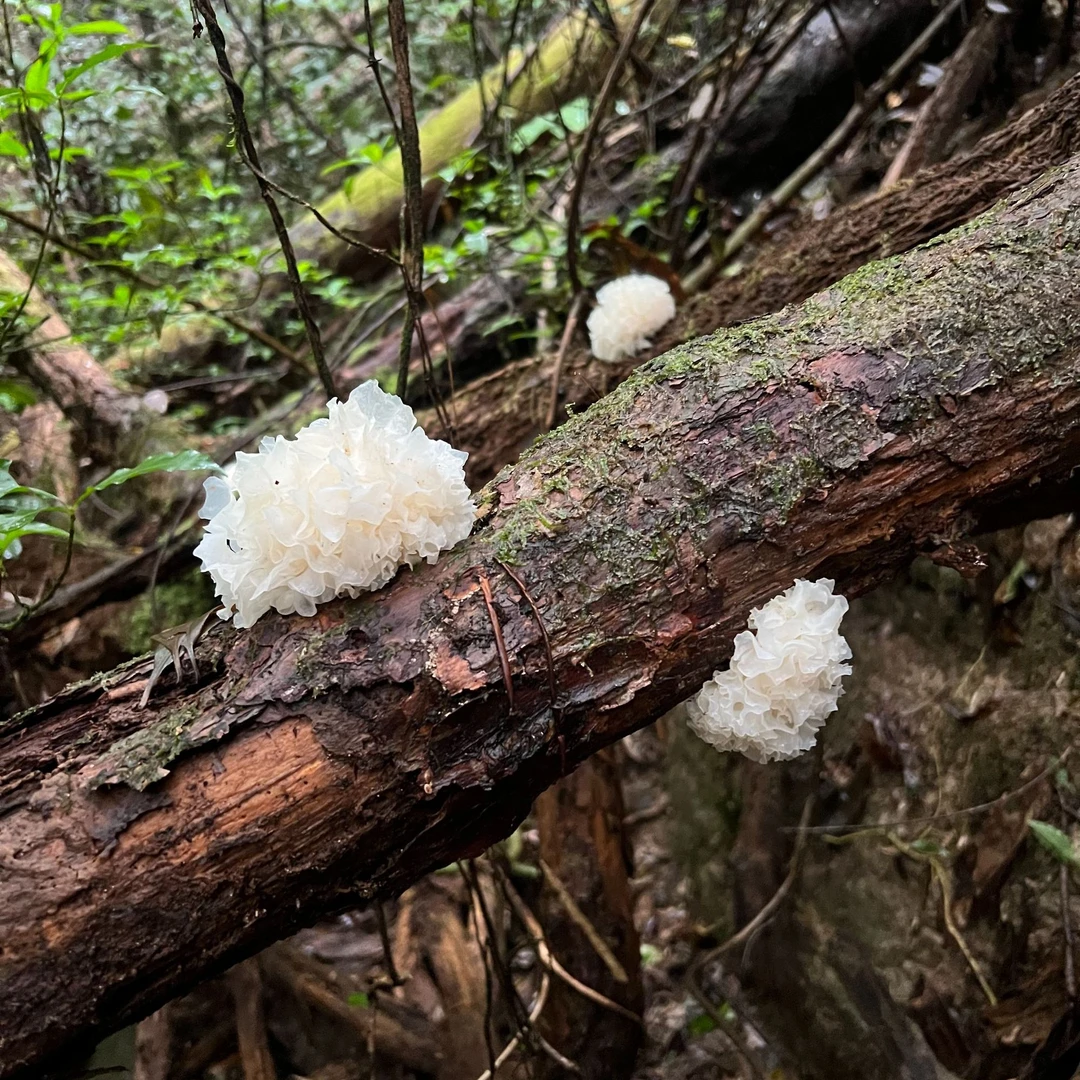 古田天然椴木小银耳无硫干货软糯出胶快深山优质白木耳