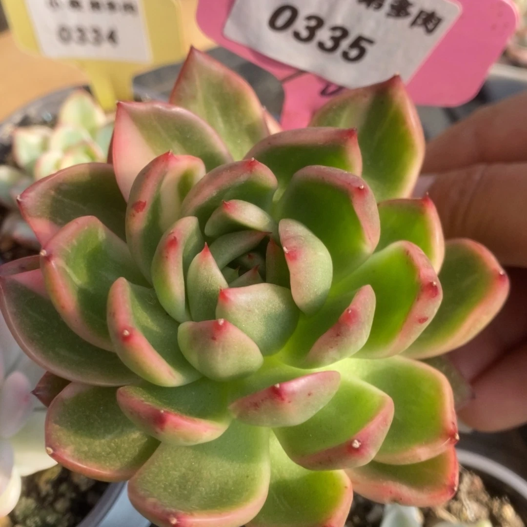 335卡利斯托锦锦锦锦锦