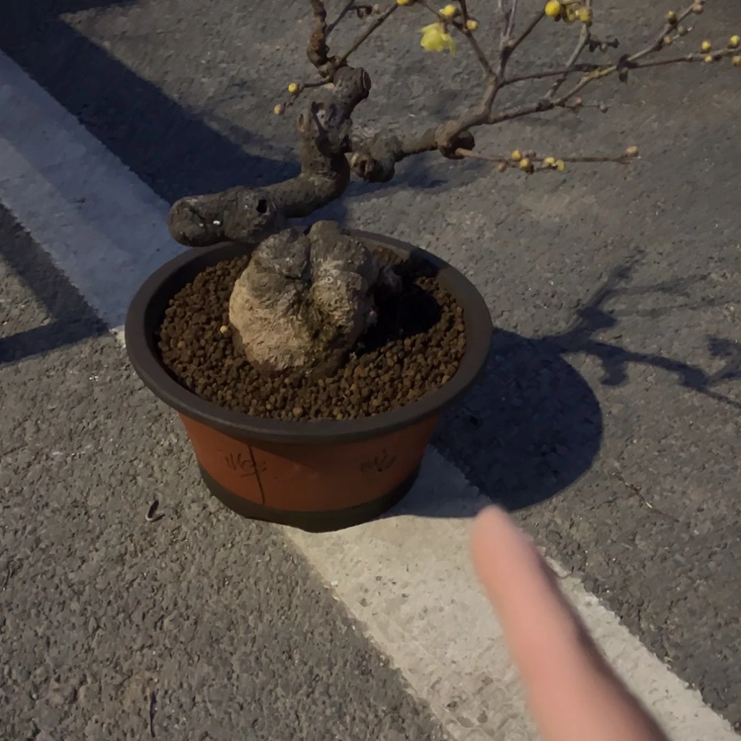 当前无花朵，栽培后可花朵