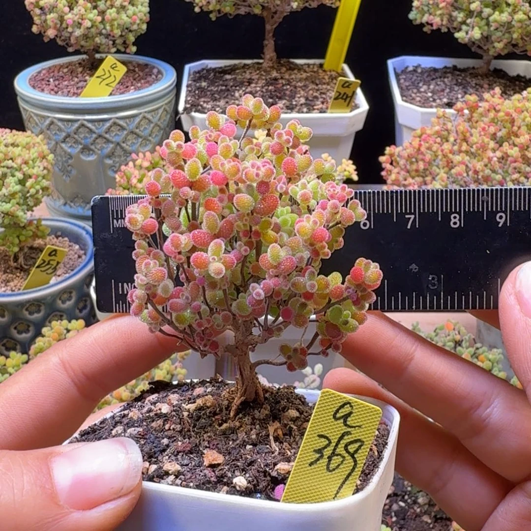 a369号橘子糖冠服5.5厘米左右