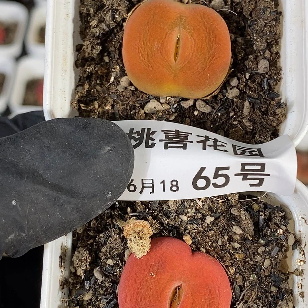?桃喜花园0618-65蟠桃2颗