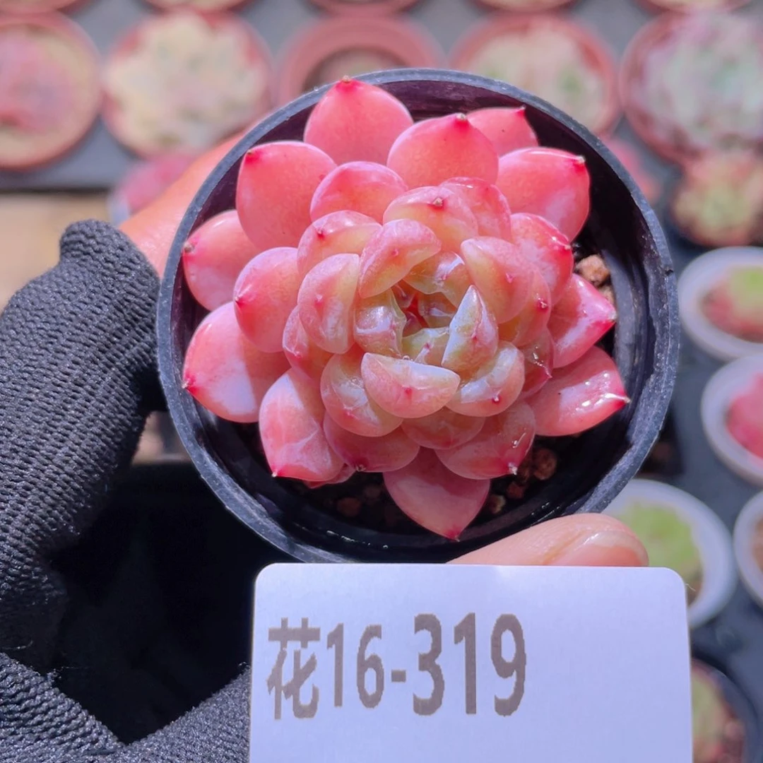 芝***塔花利美16-319果汁