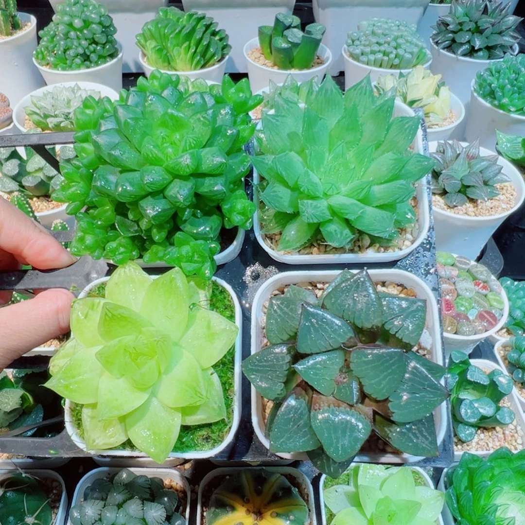 组合四个玉露多肉多肉