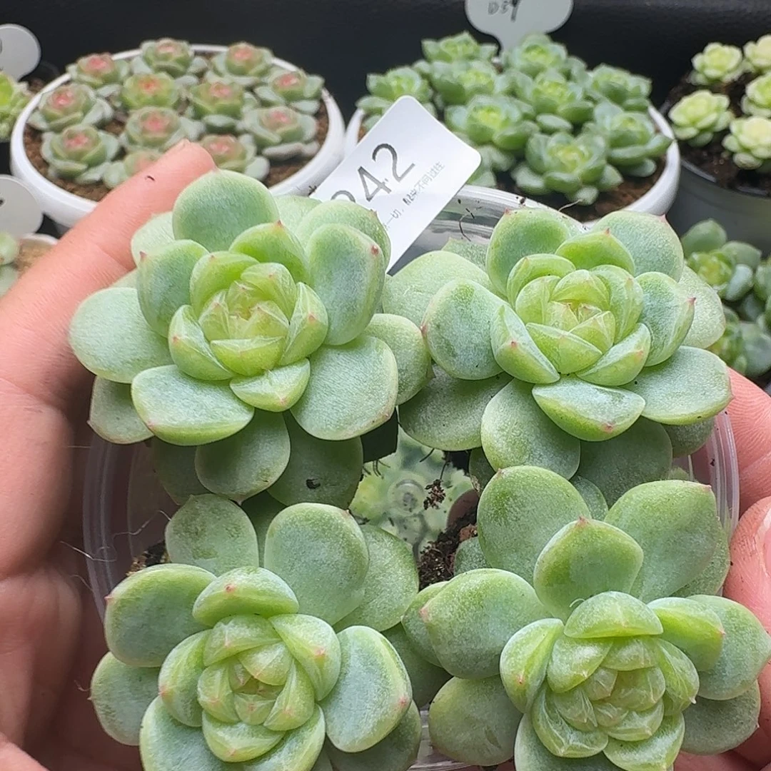 一物一拍一组904-242